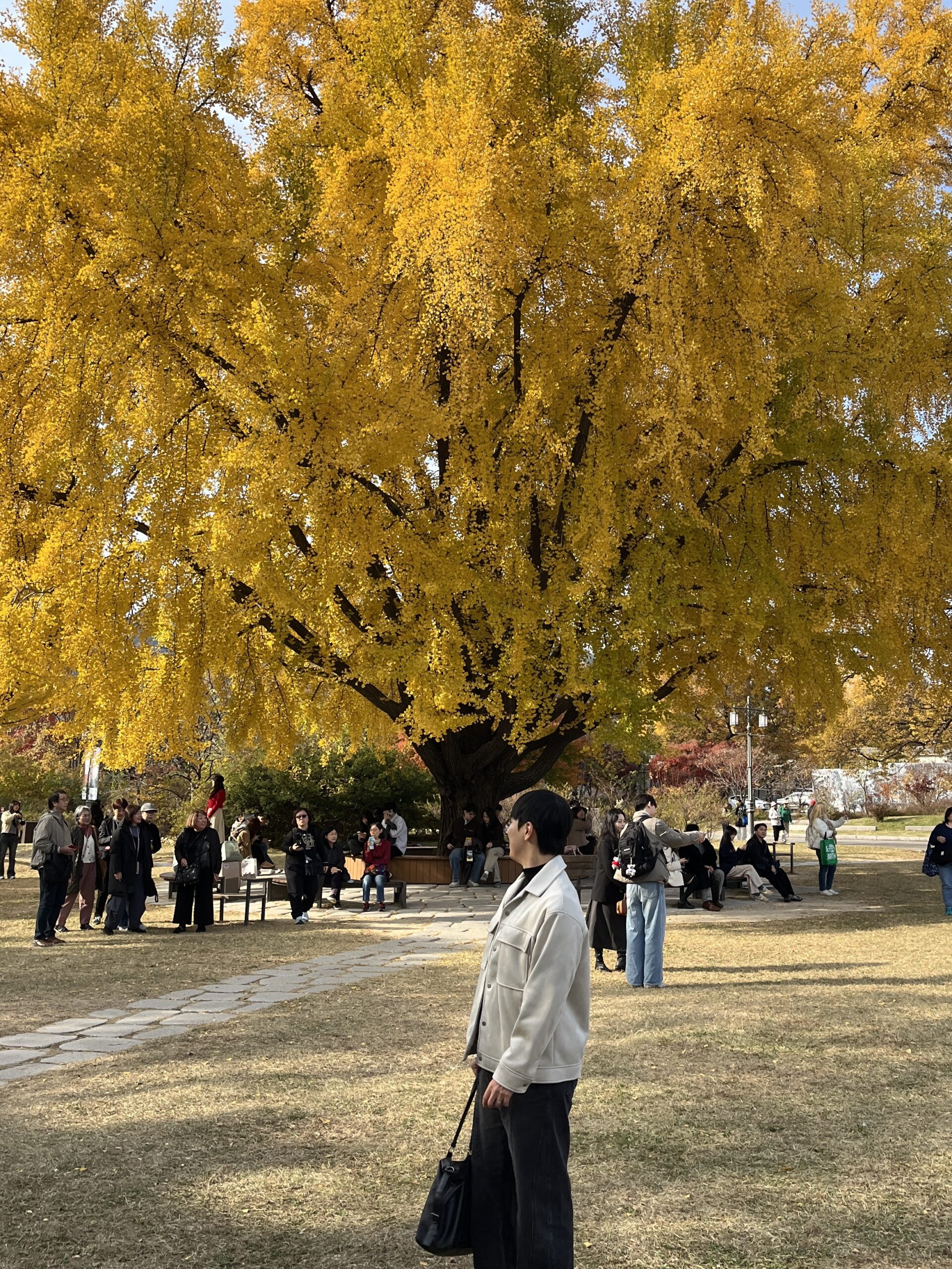 A Korean local traveler beneath golden ginkgo trees during autumn
